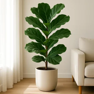 Fiddle Leaf Fig (Ficus lyrata)